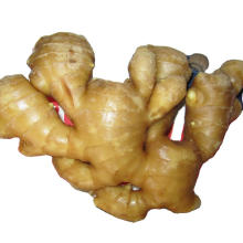 New season price of fresh ginger import ginger from overseas wasking cleaned